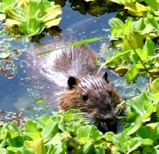 写真２－５：ウォーターレタスを食べに出現したヌートリア「ヌ１号」。