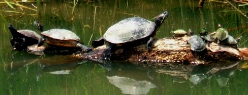 写真４－１：アカミミガメの甲羅干し。