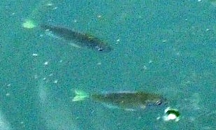 写真７－２：尾が白く光って見える魚。