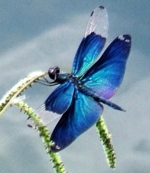 蜻蛉１４－３：チョウトンボの♂。