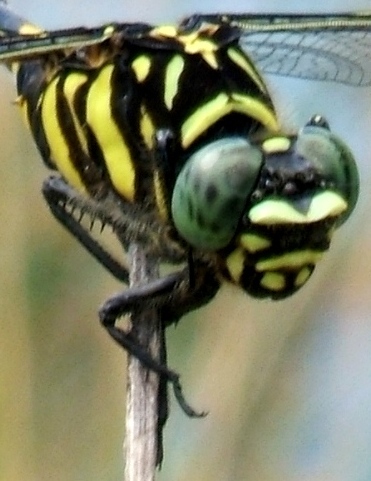 蜻蛉１６Ｔ－３：タイワンウチワヤンマの♂の顔の拡大。