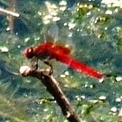 蜻蛉１８－２：入江の中で縄張を監視するショウジョウトンボの♂。