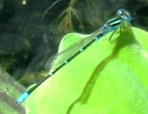 蜻蛉１９：セスジイトトンボの♂。