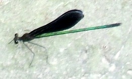 蜻蛉２３：ハグロトンボの♂。