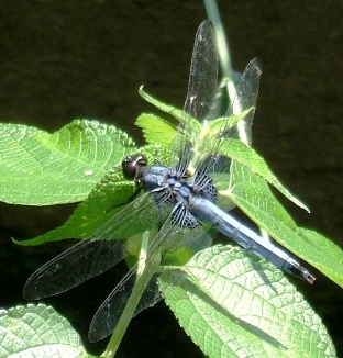 蜻蛉２４：オオシオカラトンボの♂。