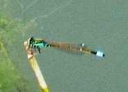 蜻蛉３５：アオモンイトトンボの♂。