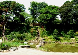 写真０６０８３１：野毛山公園の池。