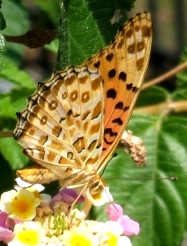 蝶２０－２：ツマグロヒョウモンの♂（翅の裏面）。
