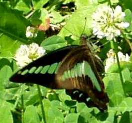 蝶９－２：レンゲの花に止まるアオスジアゲハ。