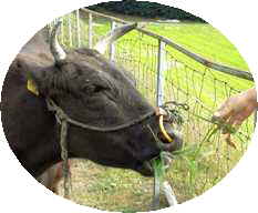 写真５－２：由布岳山麓の牧場の牛。