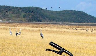 写真１３－１：自転車ハンドル部の拡大。背後にマナヅルとナベヅルの群れ。