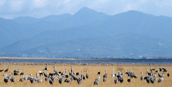 写真１６：出水の山並みを背景にした東干拓地のツルの群れ。