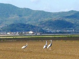 写真４：干拓地遠景とマナヅル。