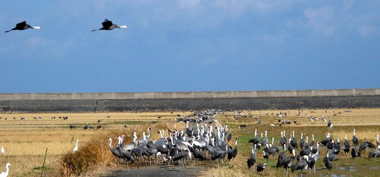 写真８：干拓地のマナヅルとナベヅルの群れ。