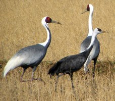 写真９：マナヅルとナベヅル（望遠）。