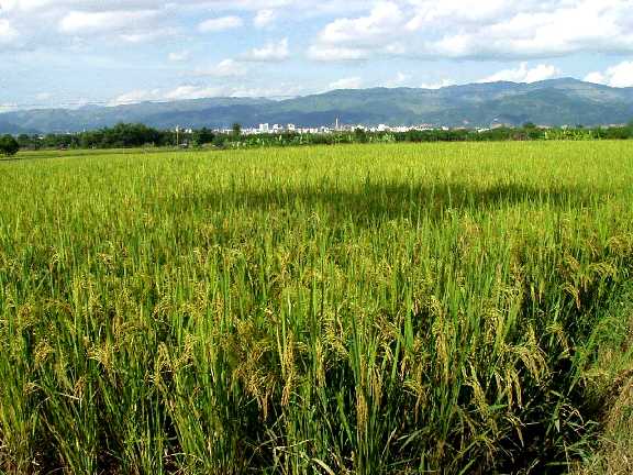 写真１６：嗄酒（ガサ）地区の田園風景。遠くに景洪市が見える。