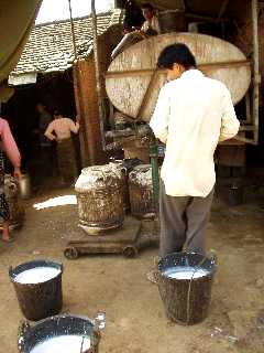 写真１９：ゴム樹液の集配所。