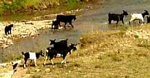 写真６：欄滄近くの川を渡る牛の群れ。