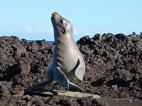 オットセイ