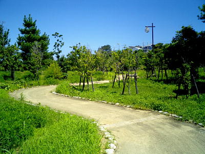 林の風景