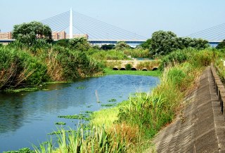 写真１－５：城北湾処近くの入江の最奥部。