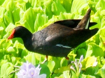 写真６－２：バンの顔。
