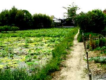 写真ＴＴ１－３：内堀跡の蓮池。
