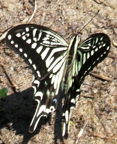 蝶１８：アゲハの♂。