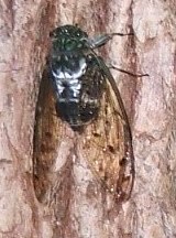蝉３：ミンミンゼミの♂。