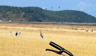 写真１３－１：自転車ハンドル部の拡大。背後にマナヅルとナベヅルの群れ。