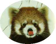 本からの写真１：レッサーパンダ。
