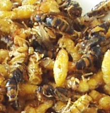 写真３６－１：蜂の親子の炒り物。