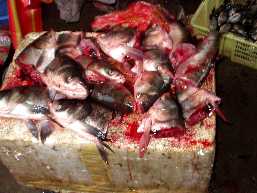 写真６：淡水魚の頭のブツ切り。
