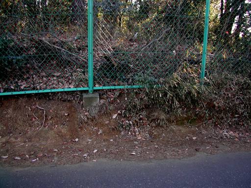 タヌキの道