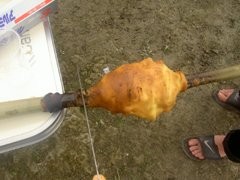 ノコの歯見えますか?