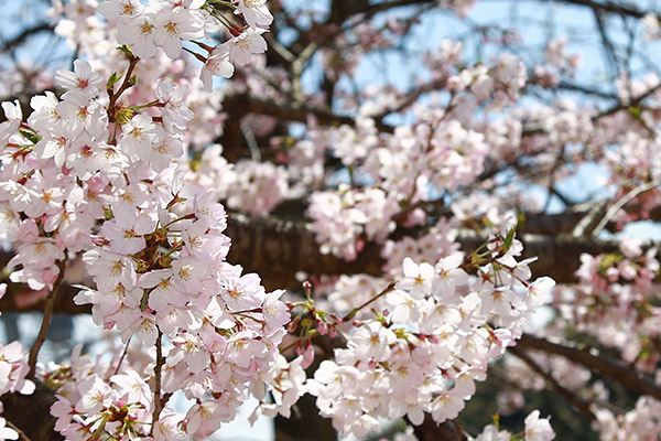 桜