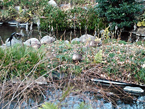 根川