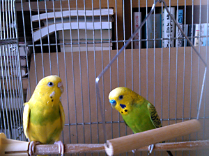 セキセイインコ