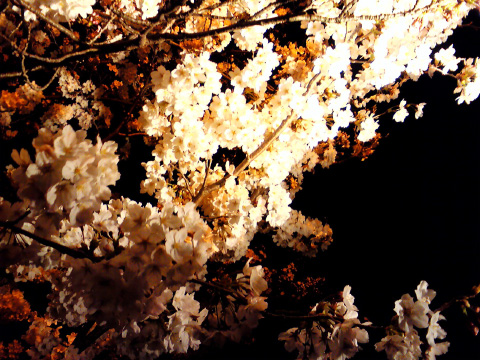 IMG_001155.jpg ( 123 KB )