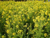 02.2[Ԃ߂11.jpg (116202 oCg)