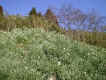 '03-1-11R4.JPG (78496 oCg)