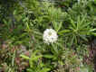 713R17.JPG (159745 oCg)