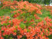 IMG_0046.JPG (94707 oCg)