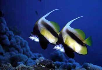 Red Sea Bannerfish 