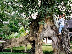 写真２：「象の樹」に登っている私。