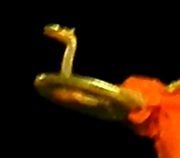 写真５－４－２：舞人に掴まれた蛇。
