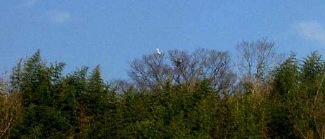 写真３０：高槻の温泉場近くの林の白鷺。