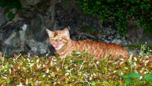 写真Ｏ−１：摂津峡入口の温泉宿（高槻市）の庭に居たノラ猫。