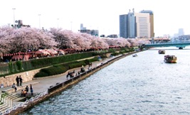 写真Ｓ３：隅田川左岸の桜並木。