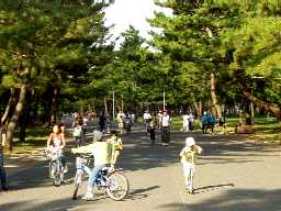 写真４－１：浜寺公園の松林。